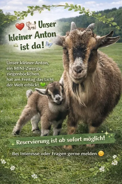 Mini Zwergziegenkitz