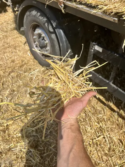 Verkaufe Stroh-Quaderballen 0,80 x 0,50