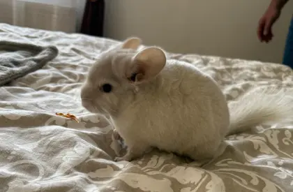 Süßes Chinchilla-Mädchen sucht ein liebevolles Zuhause