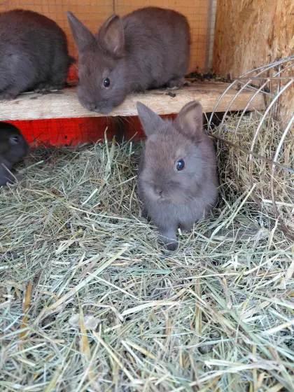 Zwergkaninchen
