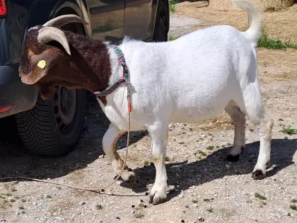 Burenziegenbock