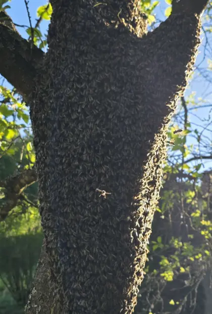 Bienenschwarm