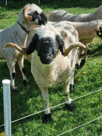 Walliser Schwarznasen Widder