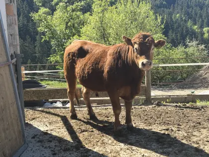Reinrassiger Limo-Stier Bio