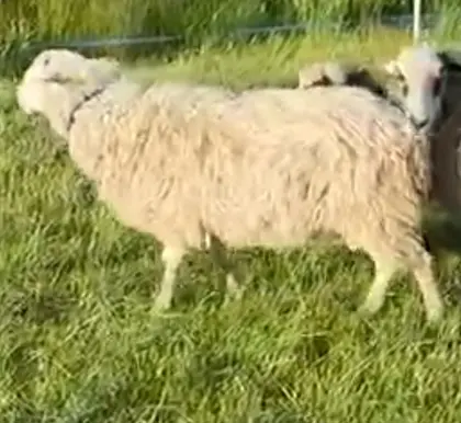 Krainer Steinschaf-Widder