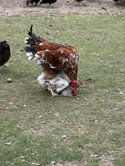 Reinrassige Hähne der Rasse Sandschack