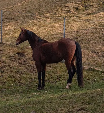 KWPN-Wallach, Holländisches Warmblut