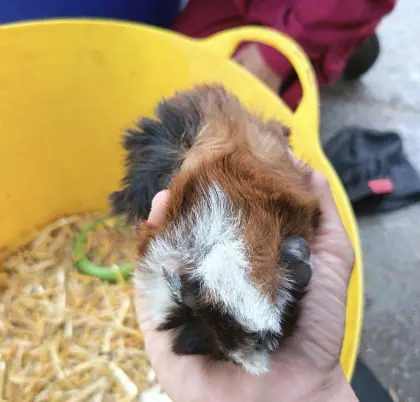Meerschweinchen, weiblich, zu verkaufen