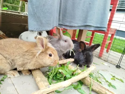 4 weibliche Hasen zu vergeben