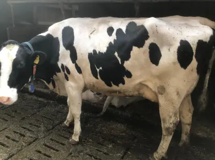 Holstein Erstkalbskuh