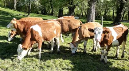 Bio FV Jungkalbinnen