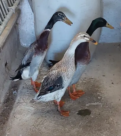 Enten zu verschenken