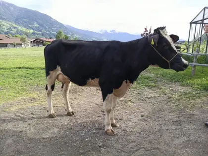 HF - Jungkuh