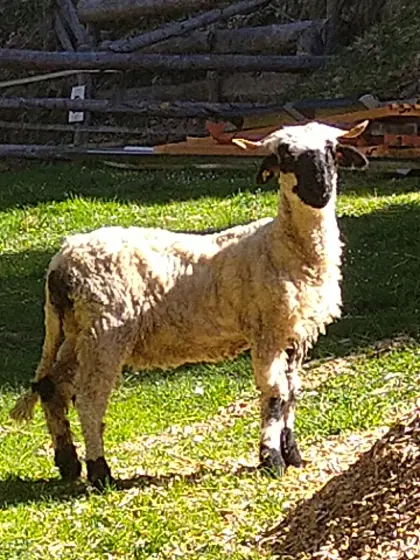 Walliser Schatznase weiblich Bio