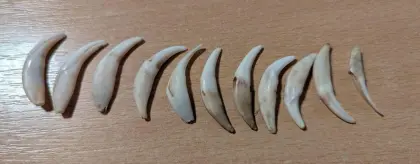 Konvolut Zähne (Fuchszähne?)