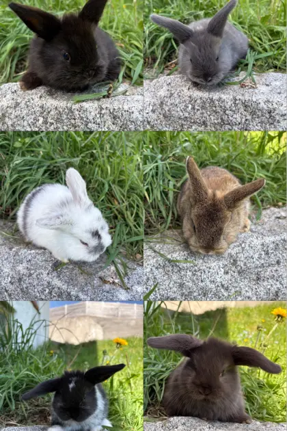 Zwergkaninchen
