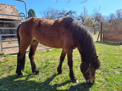 Schicke Dartmoor-Pony-Stute für Freizeit, Sport, Fahren, Zucht