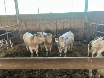 Kärntner Blondvieh Stier