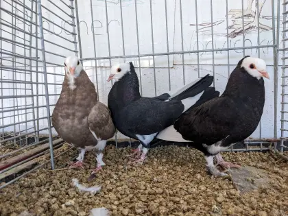 Tauben für Liebhaber