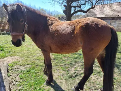 Schicke Dartmoor-Pony-Stute für Freizeit, Sport, Fahren, Zucht