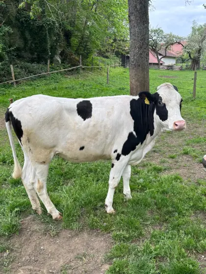 Verkaufe Weidekalbin