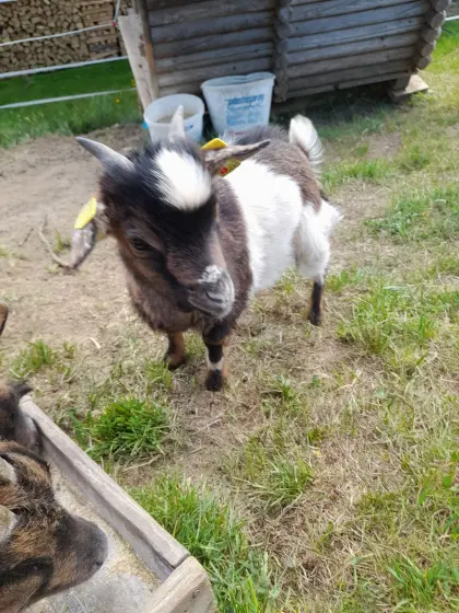 Ziegenbock