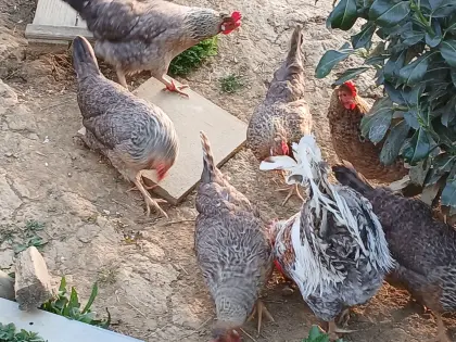 Bruteier, Altsteirer, Araucana, Lakenfelder, Vorwerk, Bielef