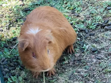 Zwei junge Meerschweinchen-Weibchen