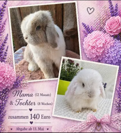 Hermelin-Zuchtpärchen, tätowiert, Mini Lops