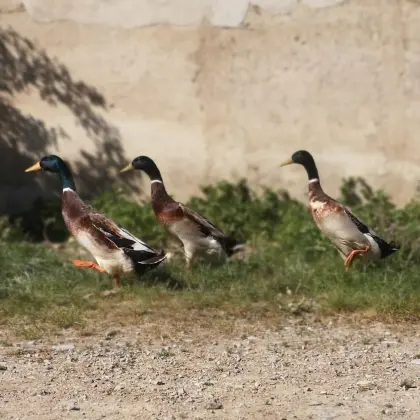 Enten, Erpel