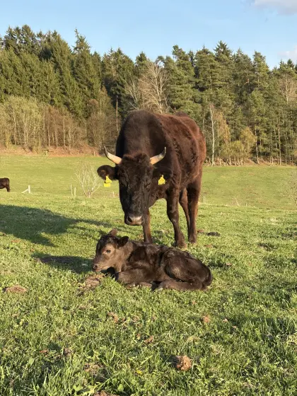 Bio-Wagyu-Kuh
