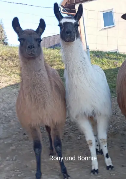 Lamas, Lamastuten, Lamahengste