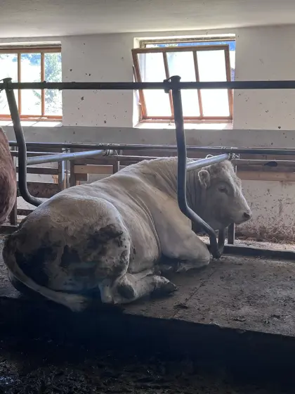 Charolais-Limousin Zuchtstier