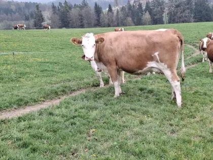 Bio Milchkühe trächtig