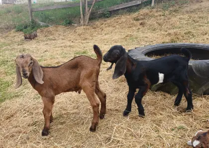 Anglo-Nubier-Kitze, 2 x männlich, 2 x weiblich
