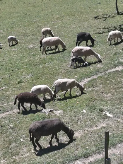 Mutterschafe, Lämmer (Yura Mischling)