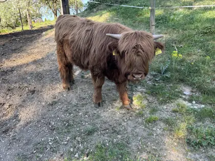 Schottische Hochlandrinder
