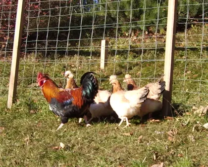 Sulmtaler und Brahma