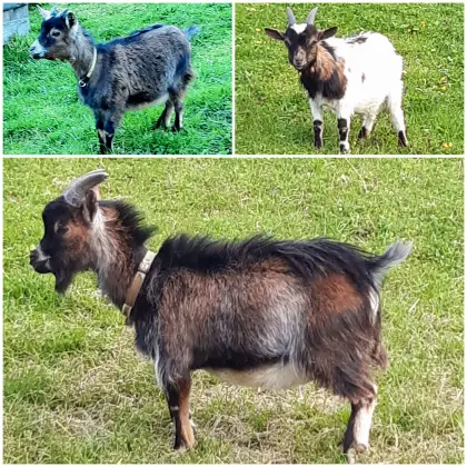 Zwergziegen