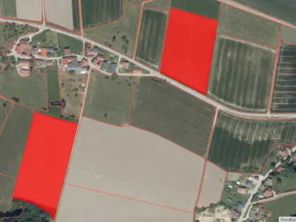 Feldfutter, Kleegras ab Feld (BIO)