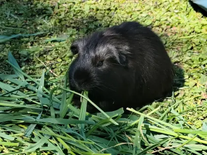 Junges Meerschweinchen-Männchen