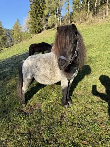 Ponystute