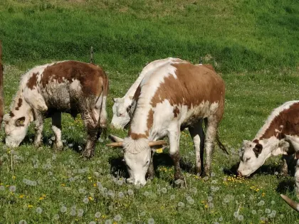 Ennstaler Bergschecken Kalbinnen, Bio