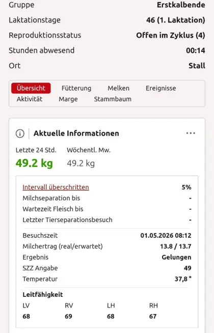 Holstein Jungkuh