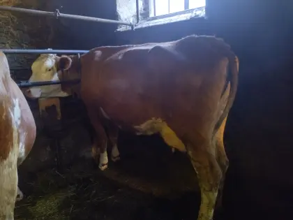 Milchkuh Fleckvieh