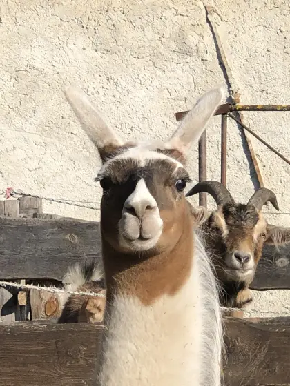 Lama-Hengste zu verkaufen