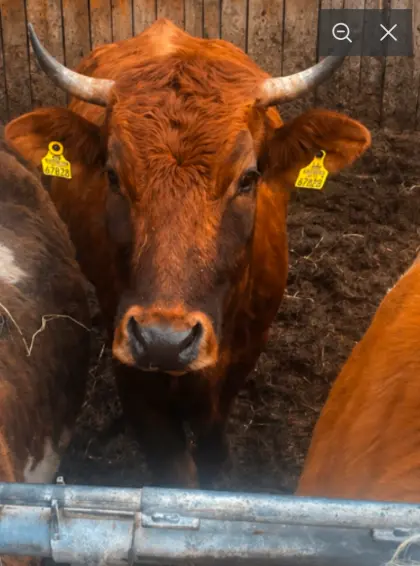 Verkaufe brave Mutterkuh mit 160 kg schwerem Stierkalb