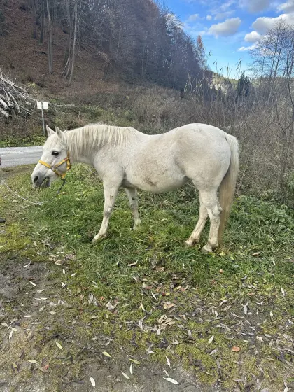 Pony, Schimmel, Stute