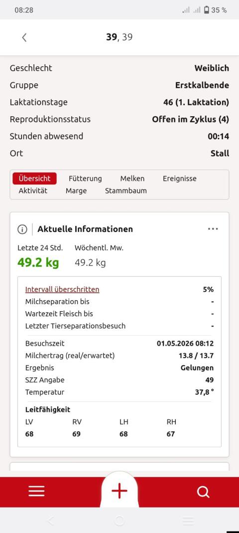 Holstein Jungkuh