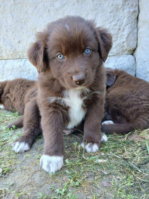 Australian Shepherd